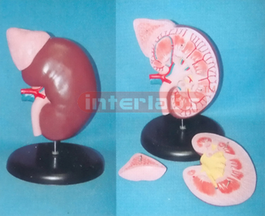 HUMAN BIG ENLARGED ANOTOMICAL KIDNEY MODEL WITH ANATOMICAL GLAND (3 PCS / SET)